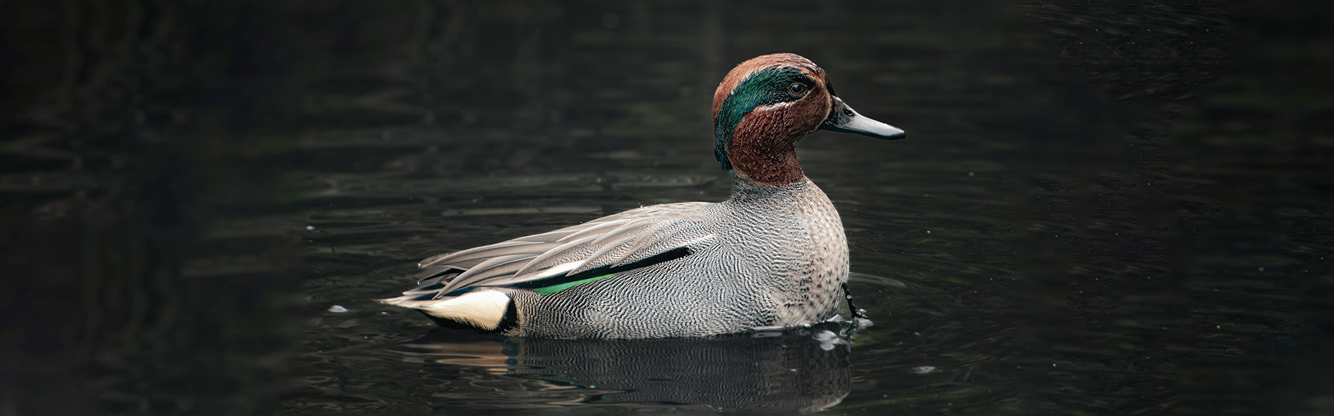 Eurasian teal