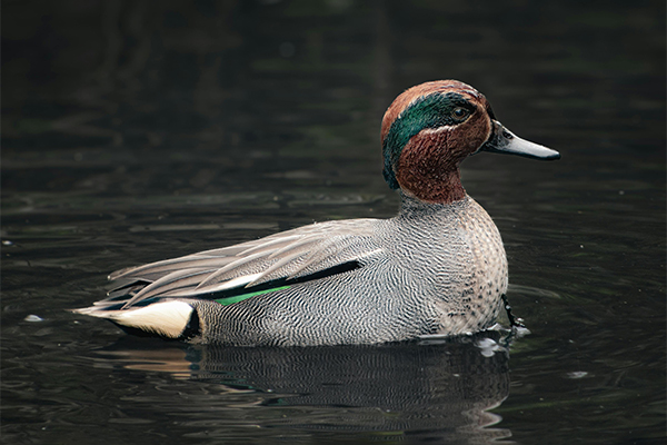 Eurasian teal