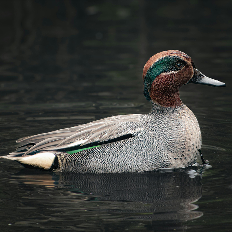 Eurasian teal