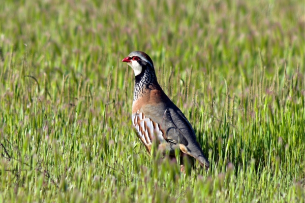 Partridge in grass