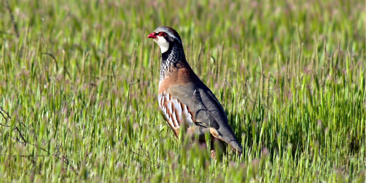 Partridge in grass