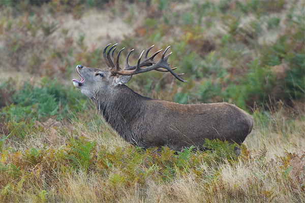 Red deer by Nick Lane