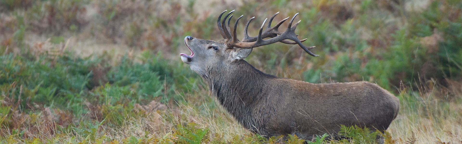 Red deer by Nick Lane