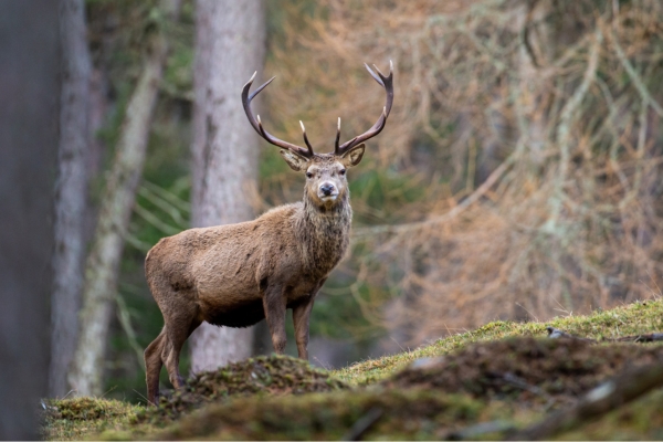 Red deer stag