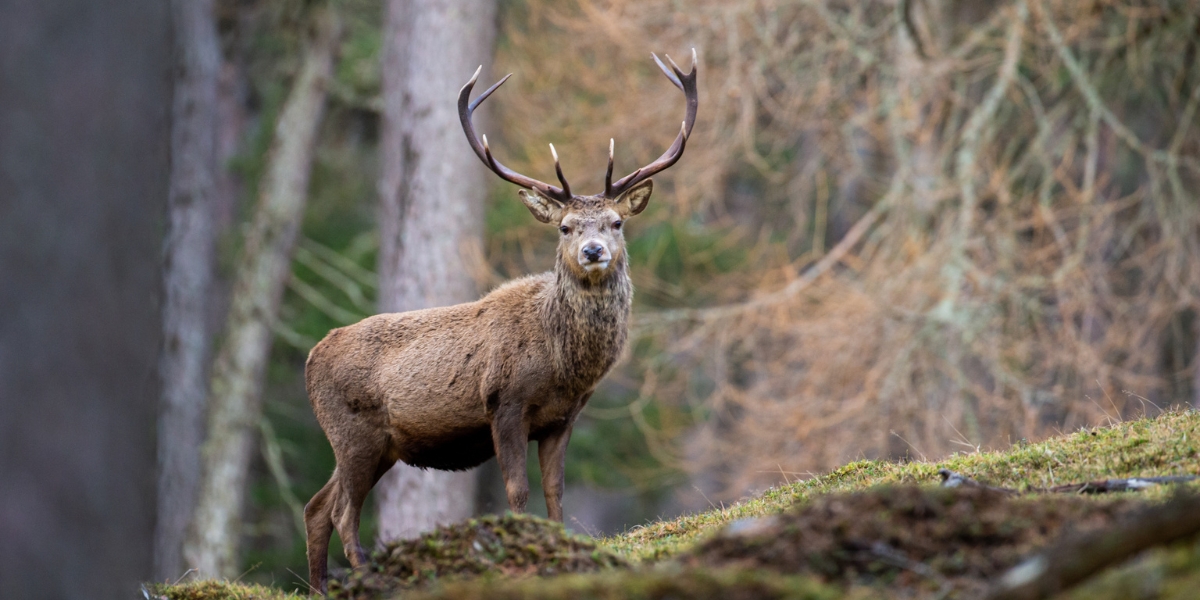 Red deer stag