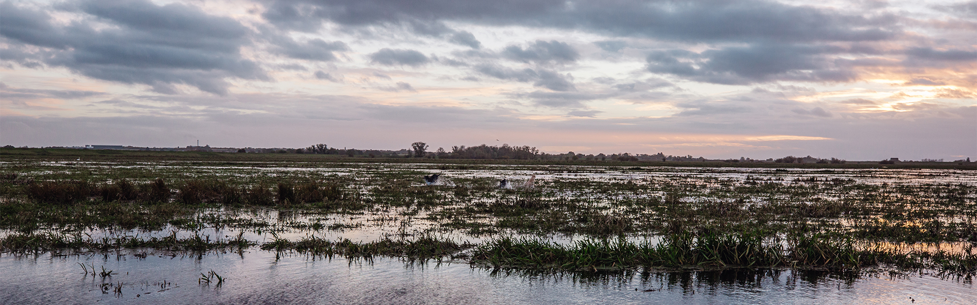 Wildfowling landscape