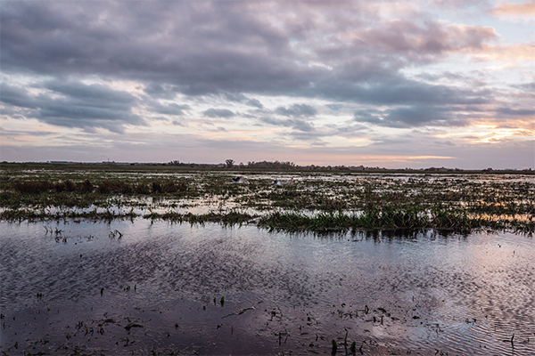 Wildfowling landscape
