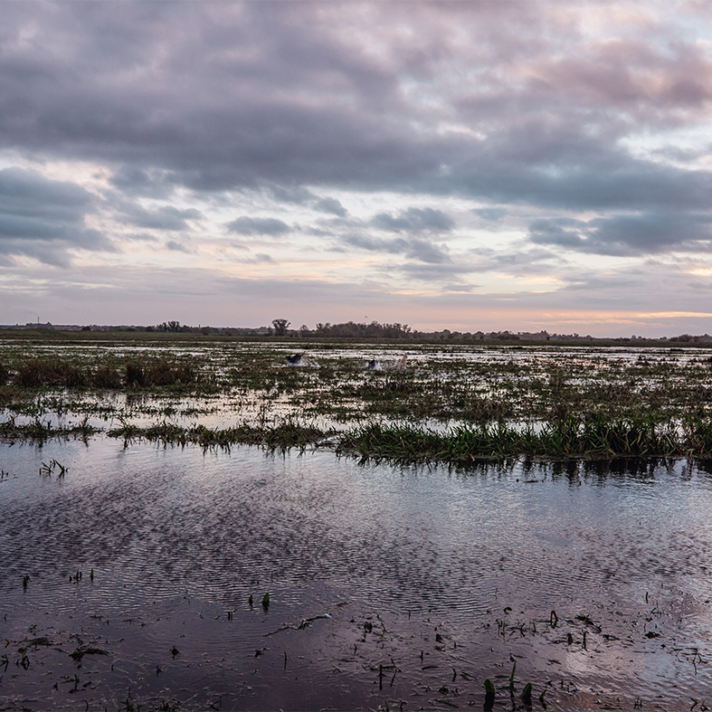 Wildfowling landscape