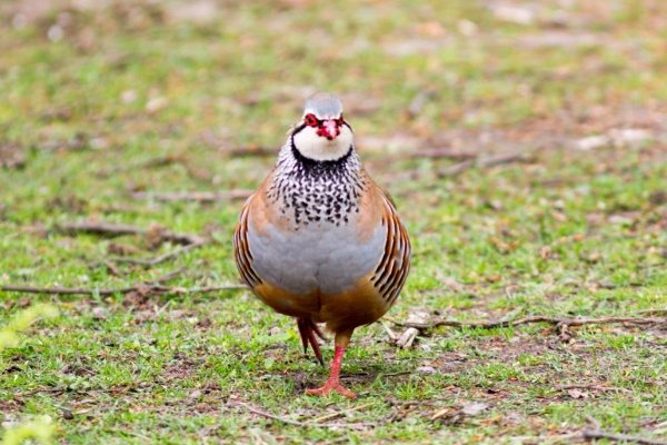 partridge