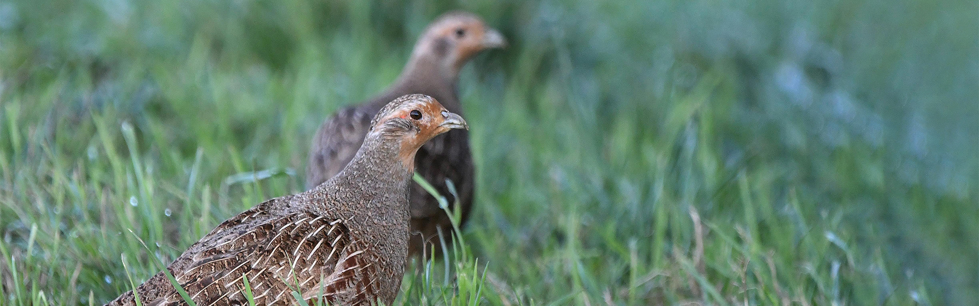 Grey partridge