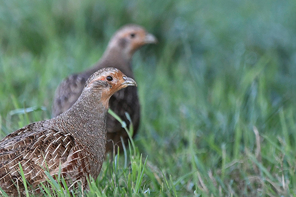 Grey partridge
