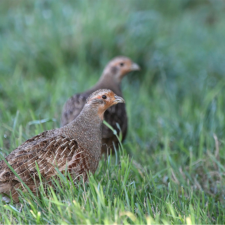 Grey partridge