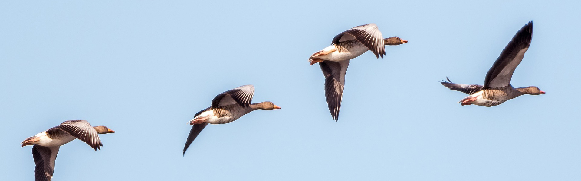 Greylag geese in flight