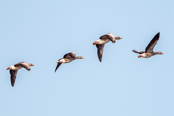 Greylag geese in flight