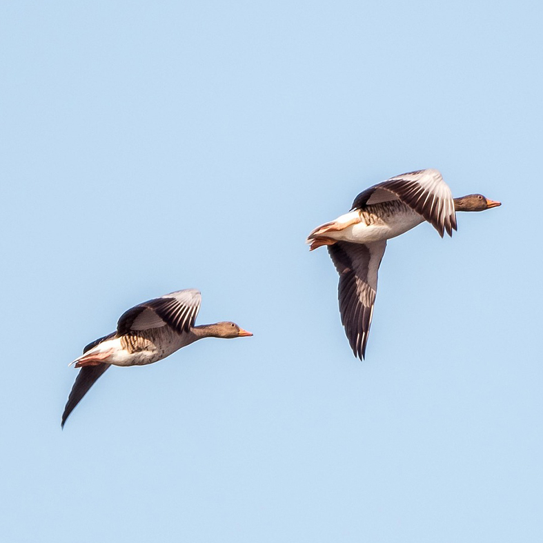 Greylag geese in flight