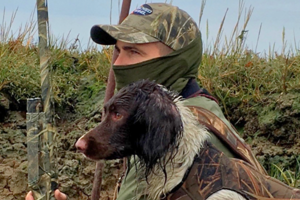 Terry and springer spaniel