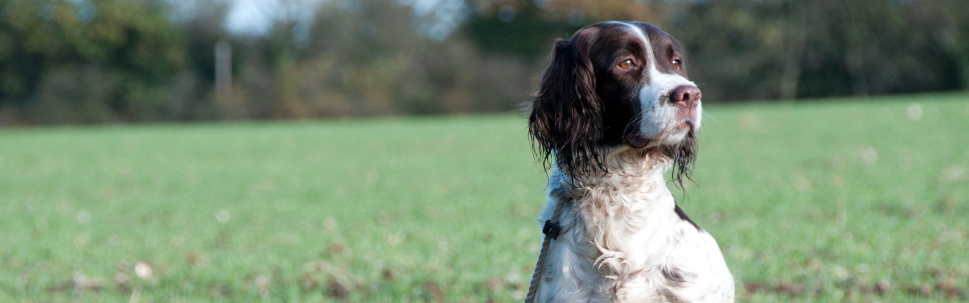 spaniel on peg