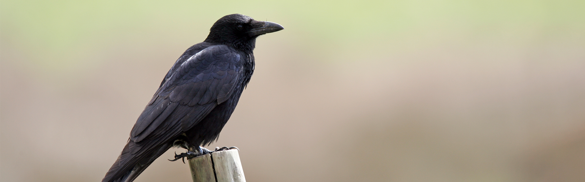 Crow by Brain Phipps