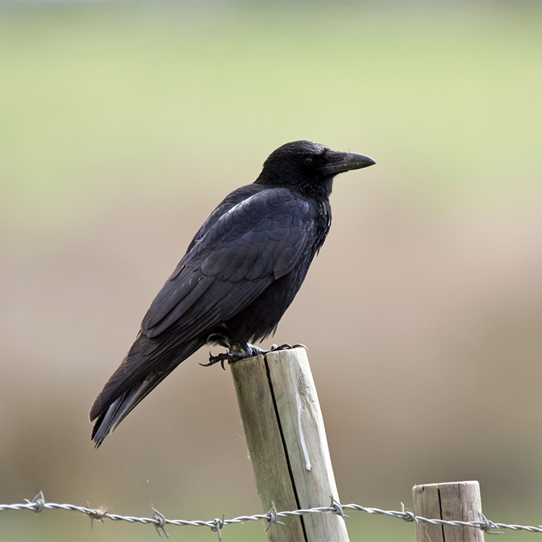 Crow by Brain Phipps