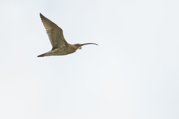 Curlew in flight