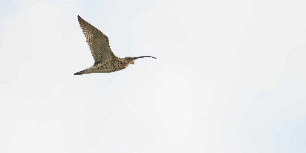 Curlew in flight