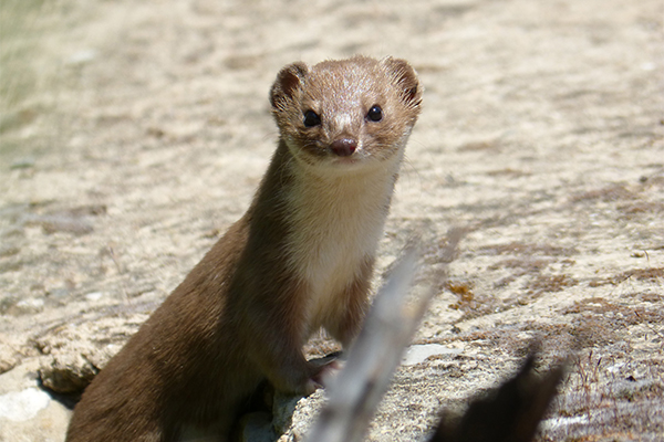 Weasel