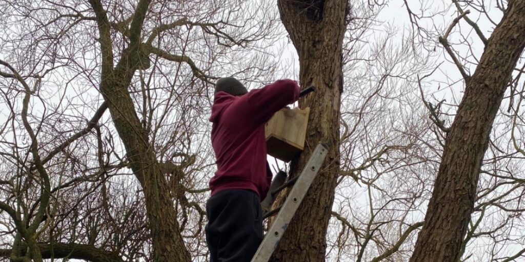 Fenland Wildfowlers bird box installation