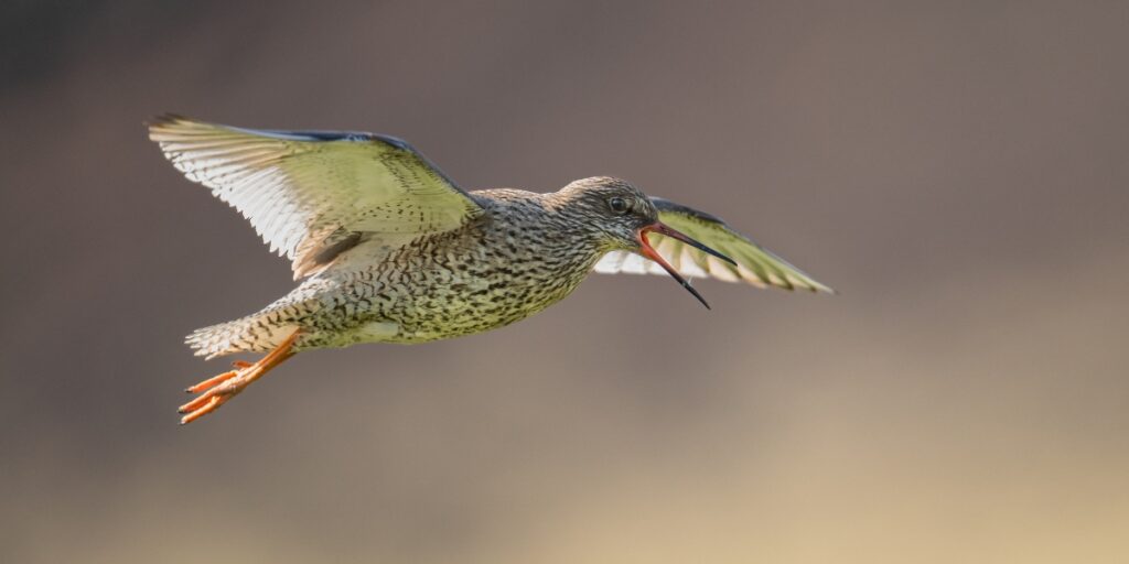 wader Redshank (Tringa totanus)
