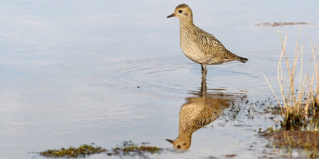wader golden plover