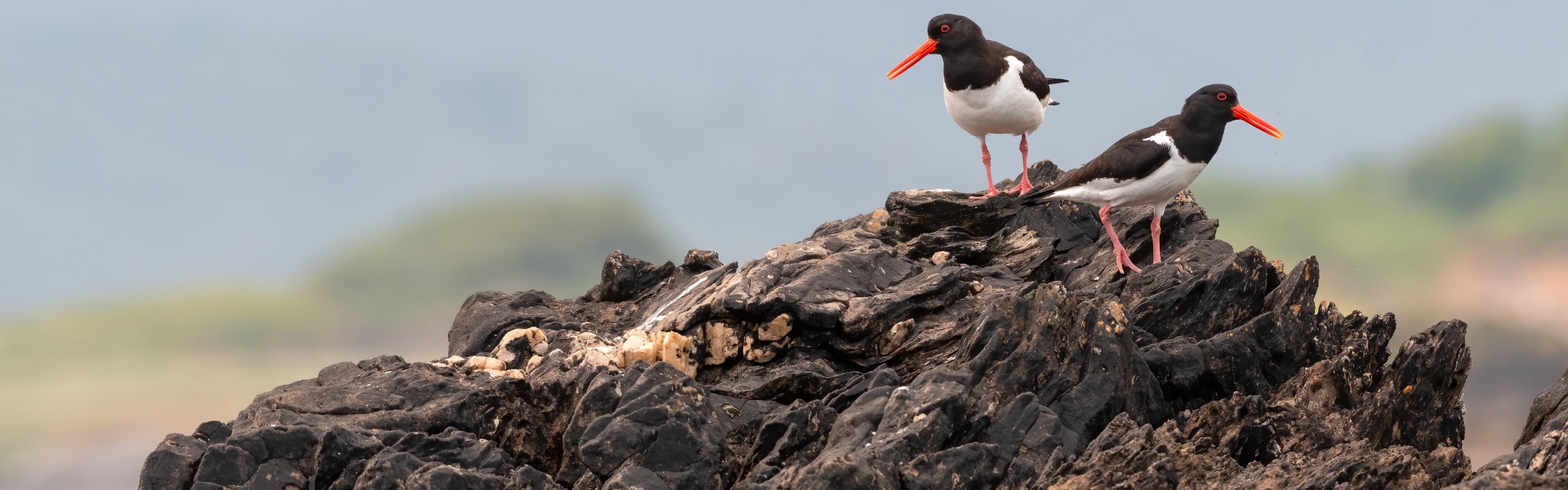 waders week - oystercatcher