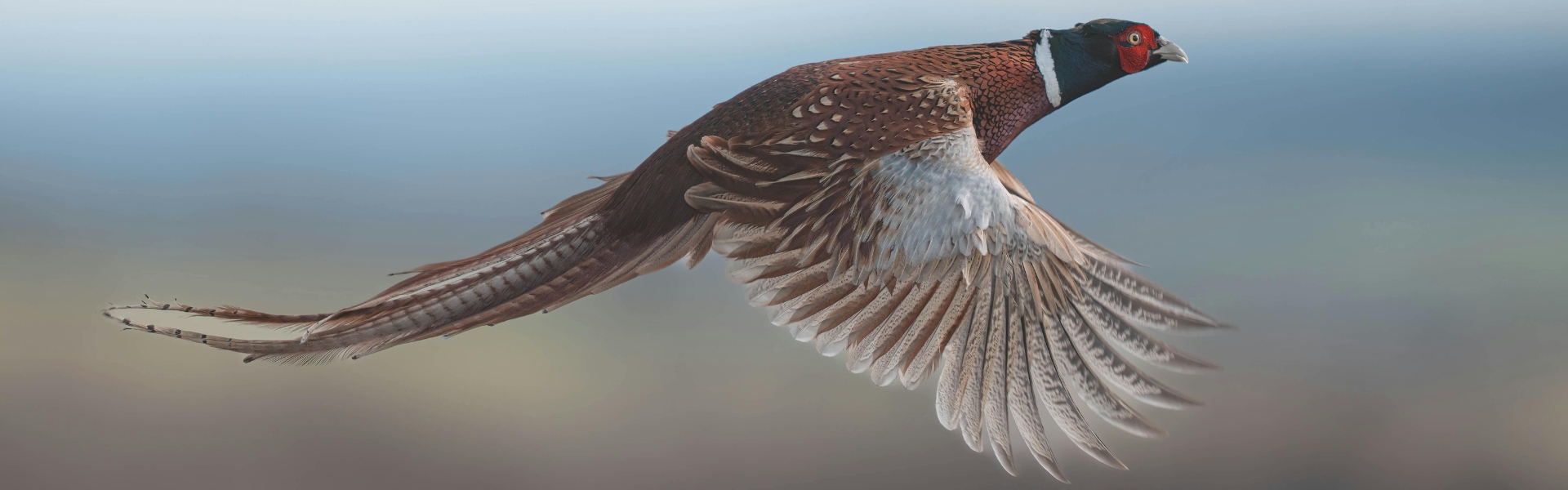 pheasant