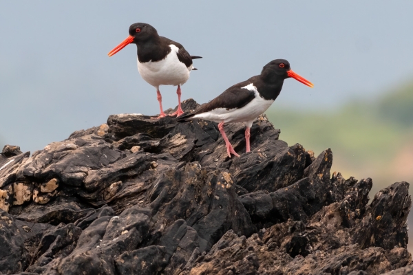 waders week - oystercatcher