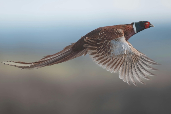 pheasant