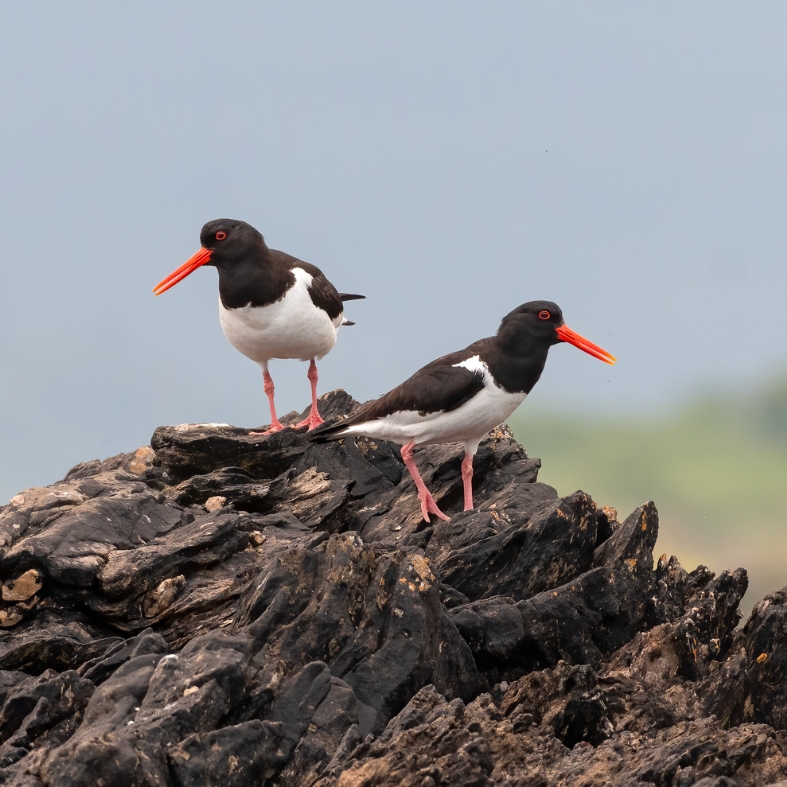 waders week - oystercatcher