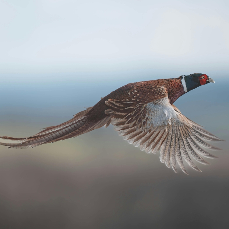 pheasant