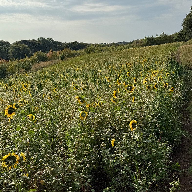Monk Wood Shoot cover crops