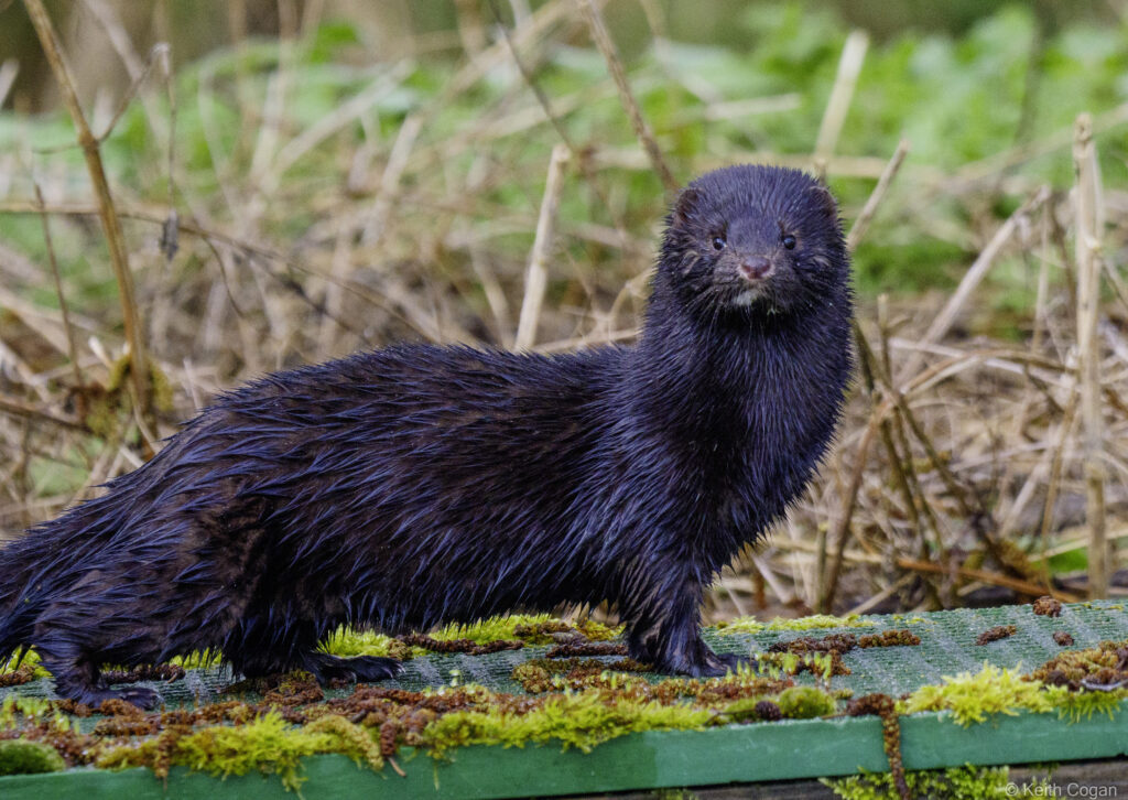 American mink