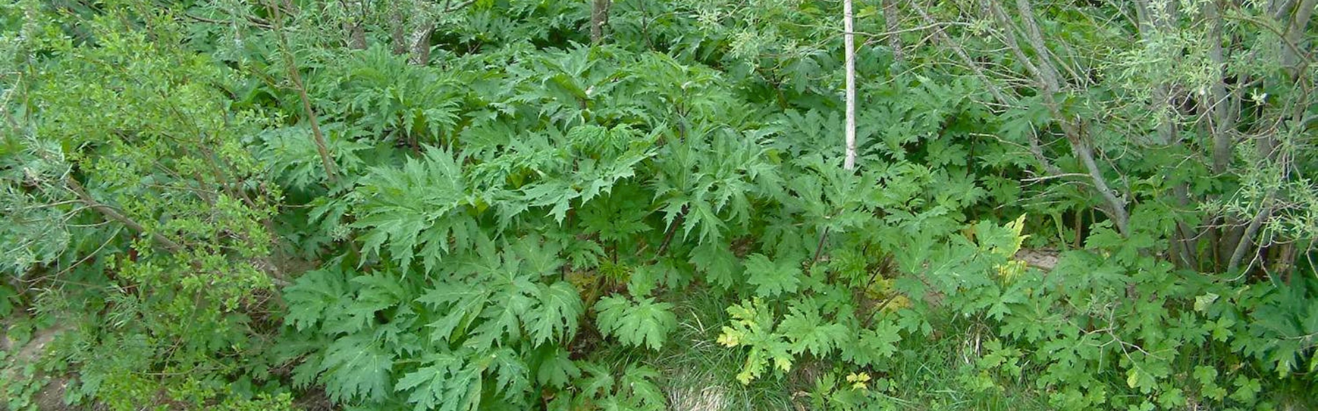 invasive plants