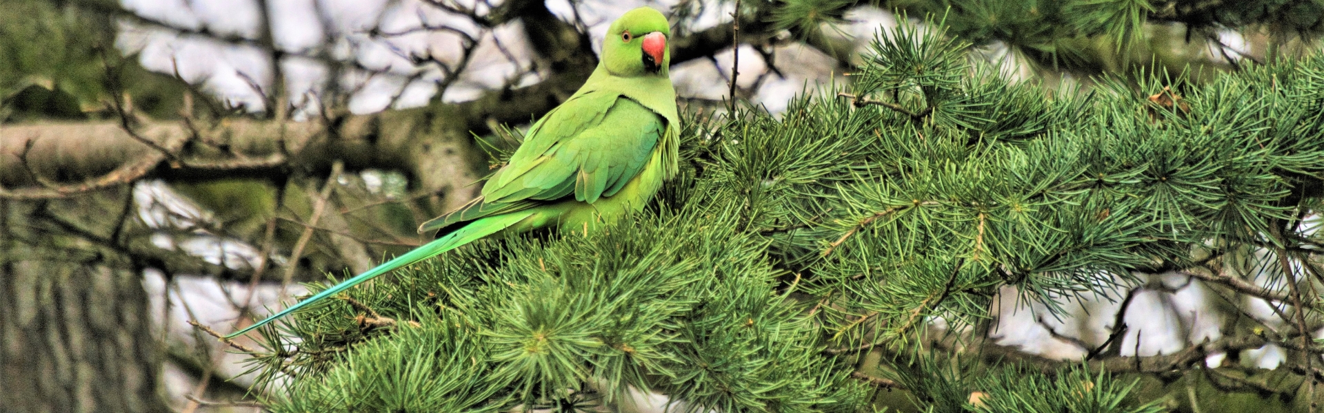 parakeet