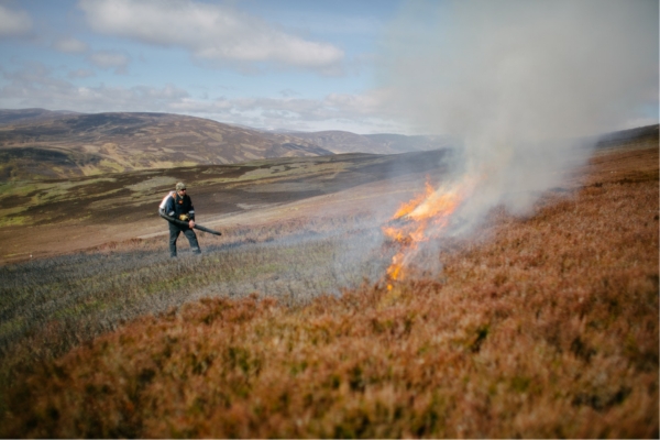 muirburn