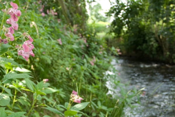 Japanese knotweed