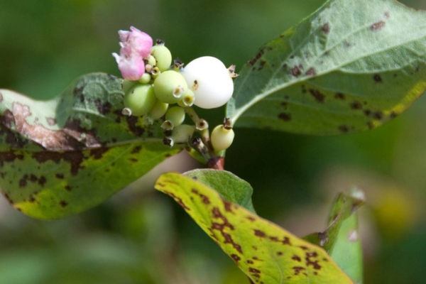 snow berry
