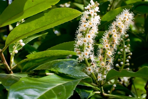 cherry laurel