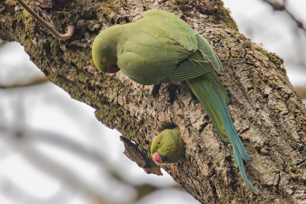 parakeet