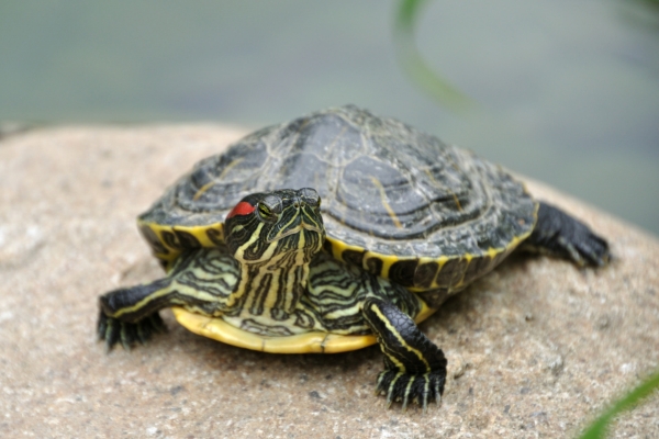 terrapin
