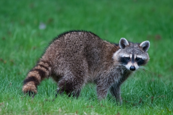 raccoon