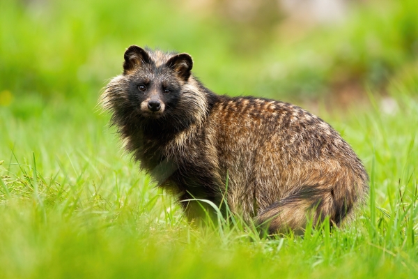 tanuki