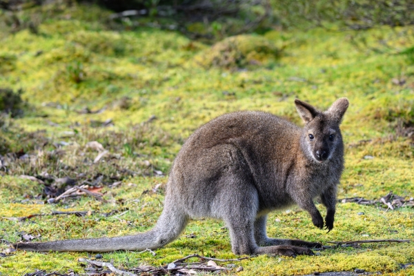 wallaby