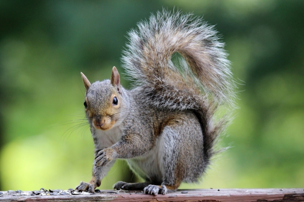 grey squirrel