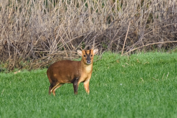 muntjac